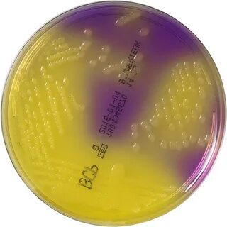 bioMérieux - Culture Media product - BCP agar