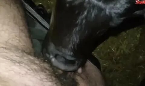 Calf Sucking Mans Cock - Free porn categories watch online