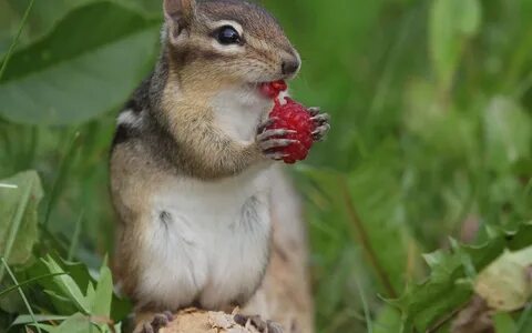 /squirrel+chipmunk