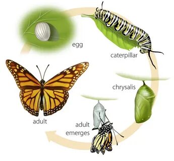 life cycle of a monarch butterfly : Biological Science Pictu