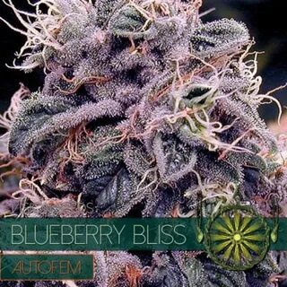 Семена сорта Blueberry Bliss Auto. Купить семена конопли Blu