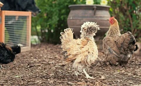 Frizzle Chicken: Breed Profile, Care Guide and More.