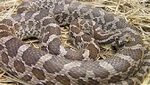 Baby Great Plains Rat Snake