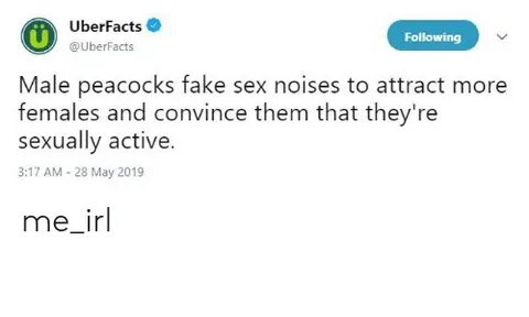 🐣 25+ Best Memes About Fake Sex Noises Fake Sex Noises Memes