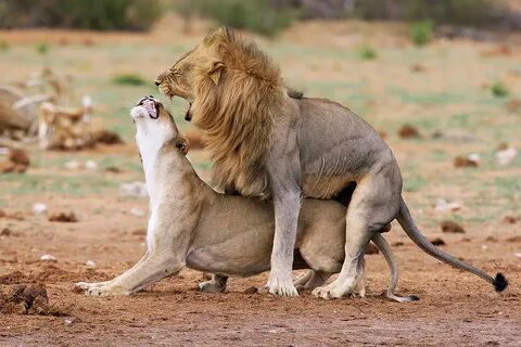 African Lions Mating Photograph by Simon Booth Pixels