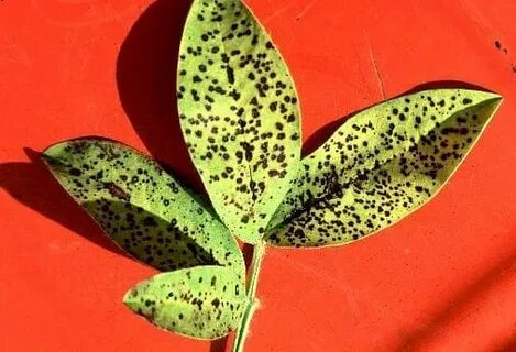 Leaf Spots - Center for Urban Agriculture