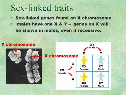 Sex-linked traits Sex-linked genes found on X chromosome - p