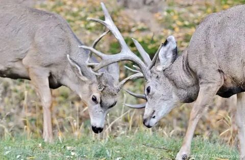 What triggers the mule deer rut?