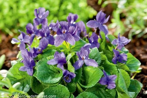 Sweet Violet, English Violet seeds - Viola odorata - 120 see