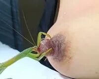 Feeding my nipples to mantis. MOTHERLESS.COM ™