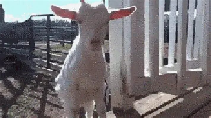 Goats falling over - Album on Imgur