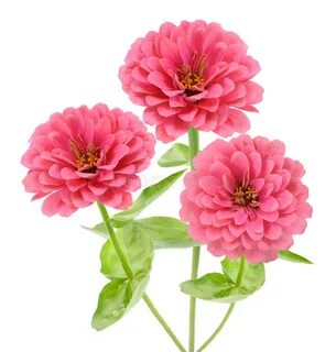Pink Zinnia Flower Isolated Stock Photo - Image of elegant, 