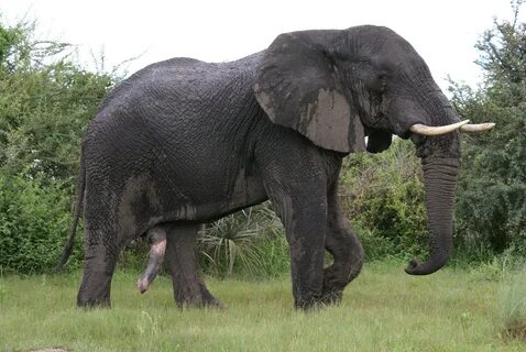 File:Elephant with non-erect penis.jpg - Wikimedia Commons