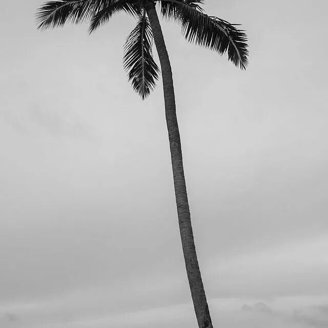 May be a black-and-white image of nature, sky and palm trees. 