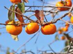 How to eat a Fuyu persimmon! The FruitGuys