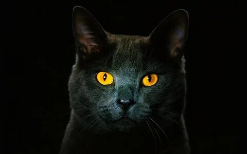 Black cat