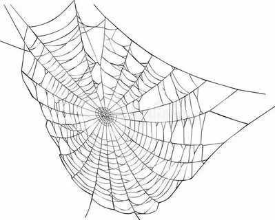 Spider web illustration. Illustration with spider web isolat