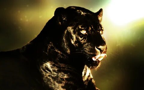 Black Panther Marvel HD Wallpaper (73+ images)