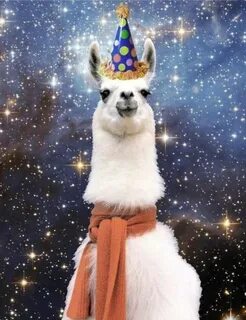 Funny animals Happy Birthday Happy birthday llama, Happy bir