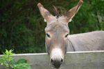 Donkey behind a fence on a farm free image download