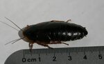 File:Dubia-cockroach-female-near-ruler.jpg - Wikipedia