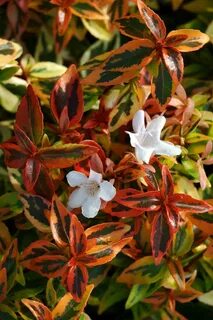 Abelia 'Kaleidoscope' Abelia kaleidoscope, Plants, Shrubs