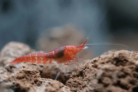 The Original Aloha Shrimp: Care