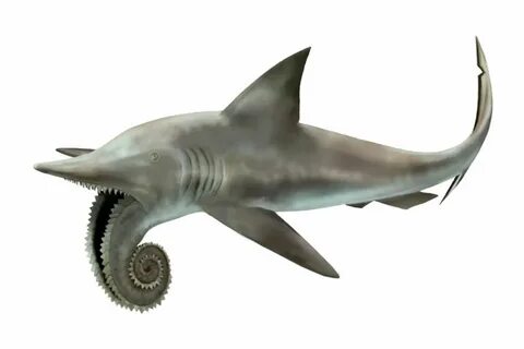 helicoprion shark toy cheap online