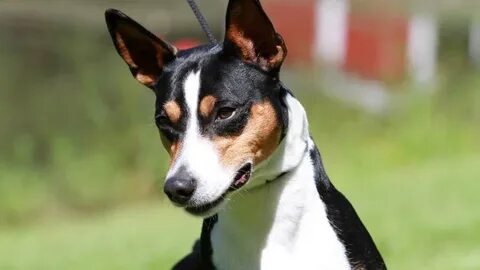 How Long Do Rat Terriers Live - Rat Terrier Life Span