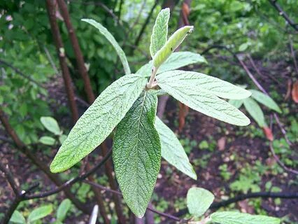 Viburnum rhytidophyllum - Shrub and Vine Seeds - Leatherleaf