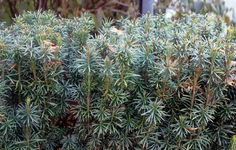 Upright japanese yew pictures