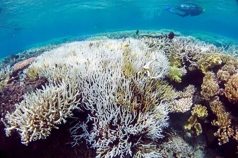 Algae transplant could protect coral reefs threatened by war