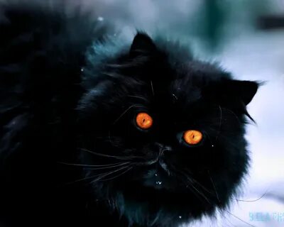 Фото черного кота с желтыми глазами (208 фото) - фото - карт