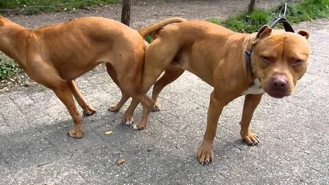 Pharaoh Hound Puppies For Sale Near Me