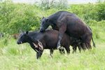Как размножаются коровы, половой цикл коровы (фото и видео)