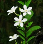 Gardenia Flower In Tagalog - Awesome Planting Ideas