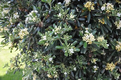 Pittosporum Tobira Plant - Awesome Planting Ideas