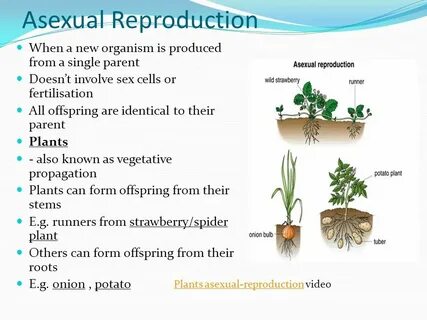 Section 4 - Reproduction - ppt video online download