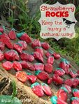 Strawberry Rocks DIY Friday - day2day SuperMom Diy garden de