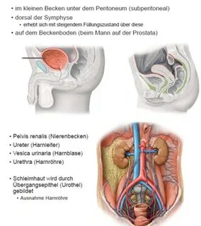 Beckenboden Mann Anatomie