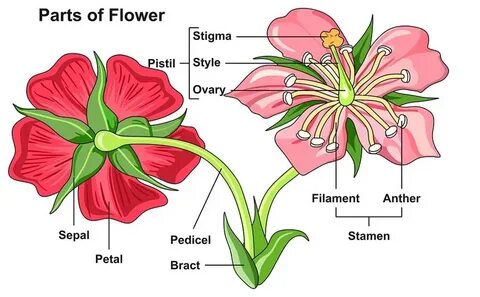 How to Learn the Parts of a Flower for Kids