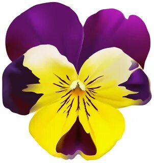 pansy flower clipart - image #18