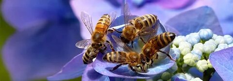 Да помогнем на пчелите! - Honey and Healthy