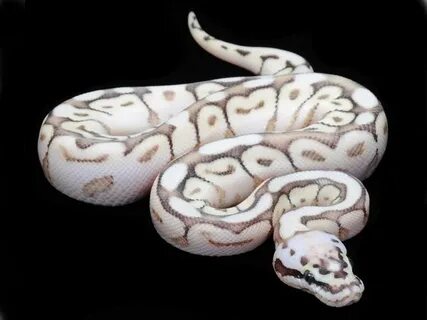 Nuclear Bee - Morph List - World of Ball Pythons