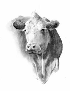 Realistic Cow Head Drawing - Фото база