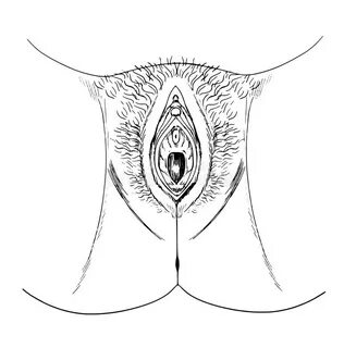 Human Female Genitalia Outline (external) Stock Illustration