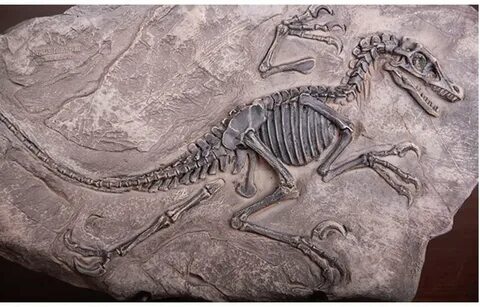 Окаменелый скелет динозавра. (10 фото) " Психоман