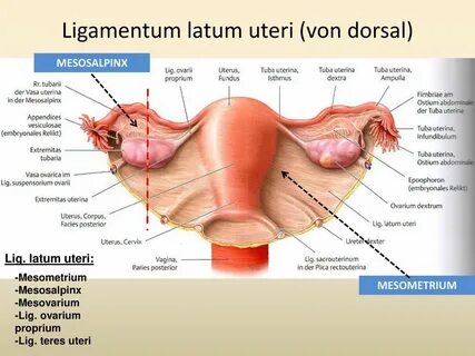Ligamentum Teres Uteri Leistenkanal - Leistenkanal Canalis I