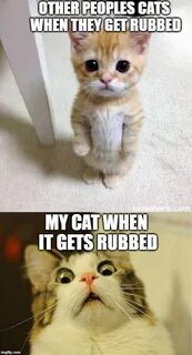 Image tagged in memes,scared cat,cute cat - Imgflip