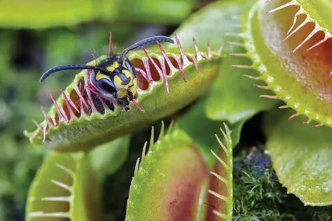 Venus flytrap can count prey’s steps to dissolve them alive 